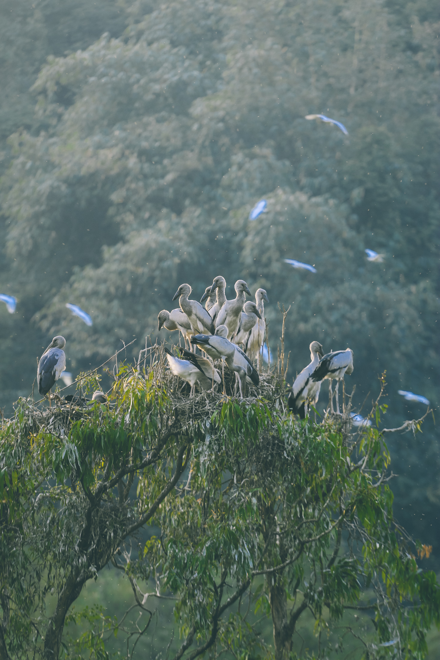 Asian Openbill Storks - Thung Nham Bird Garden