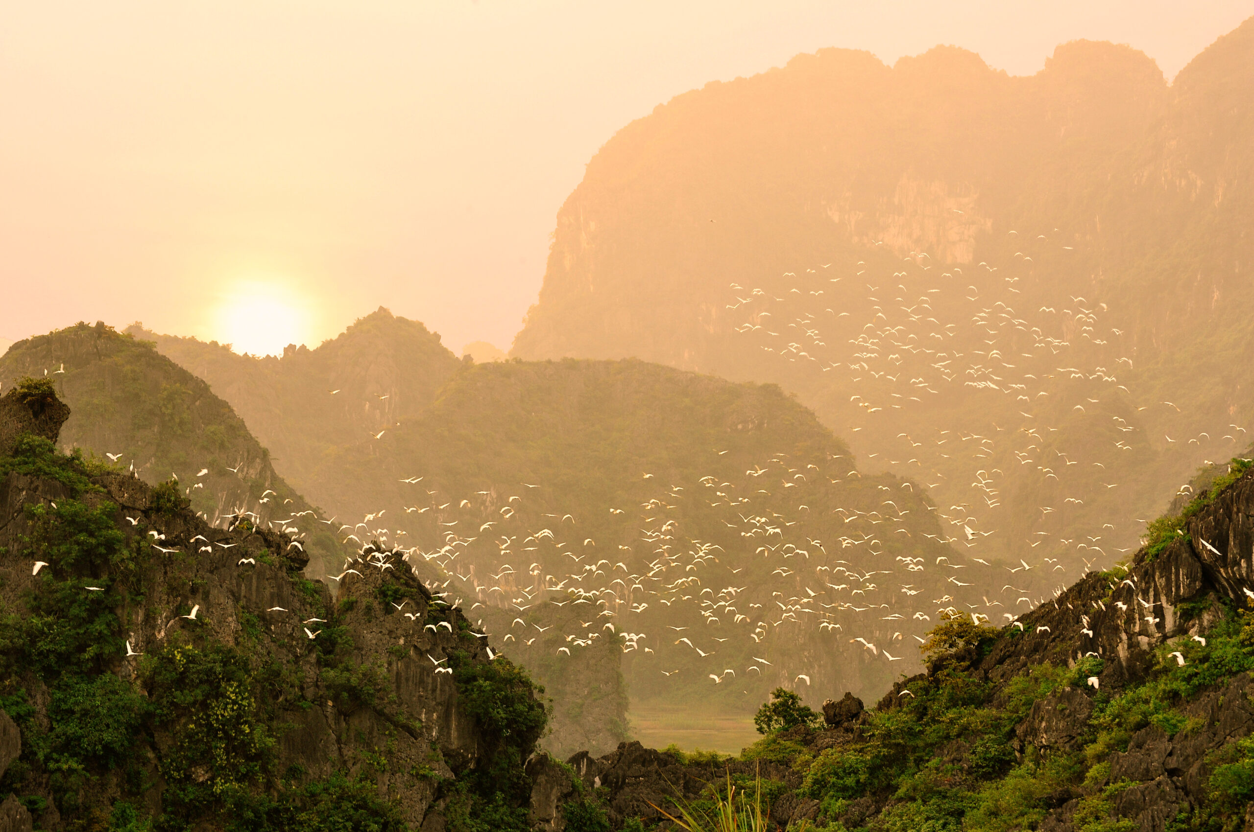 Recall Of The Wild: Getting Close To Nature In Ninh Binh’s Thung Nham Bird Park