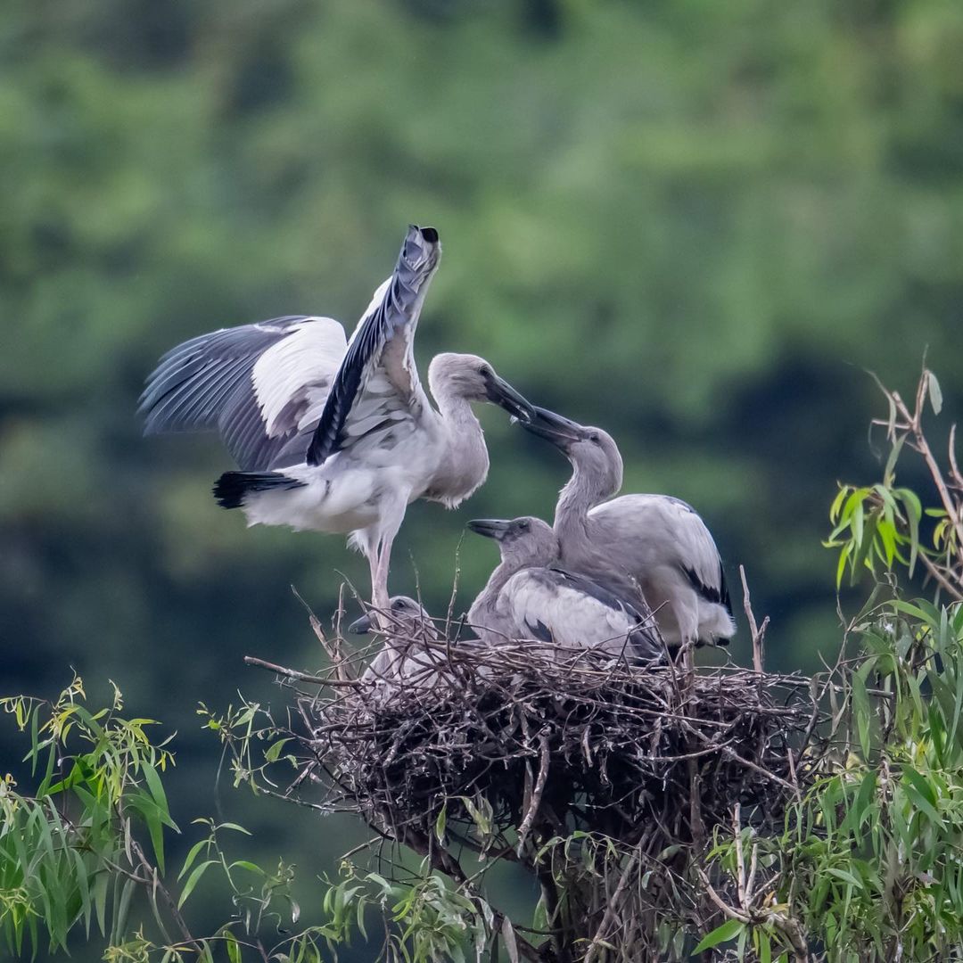 Recall Of The Wild: Getting Close To Nature In Ninh Binh’s Thung Nham Bird Park