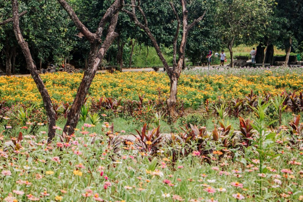 Thiên đường hoa Thung Nham Ninh Bình