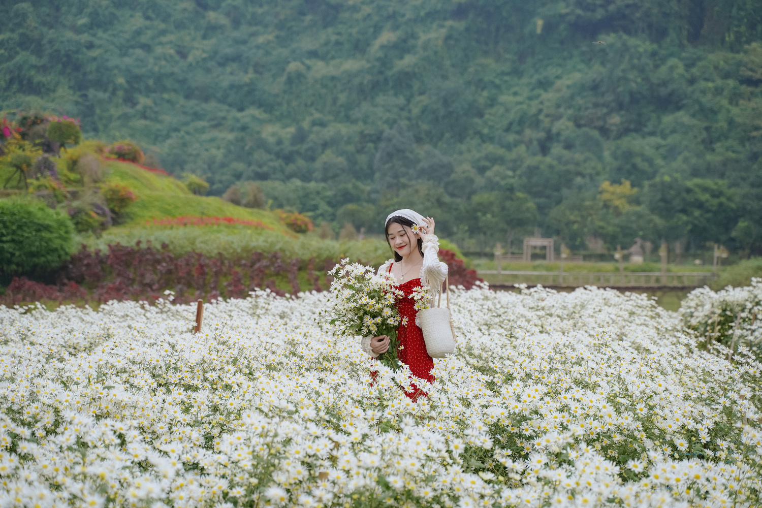 Cúc họa mi Thung Nham - Ninh Bình